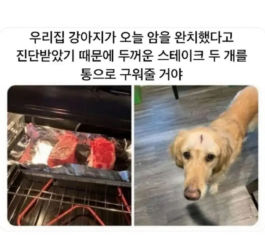 강아지에게 고기를 구워주는 이유_1.jpg