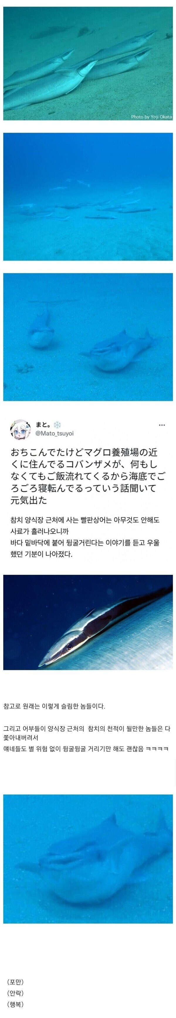 양식장 근처 빨판상어가 살찌는 이유.jpg_1.jpg