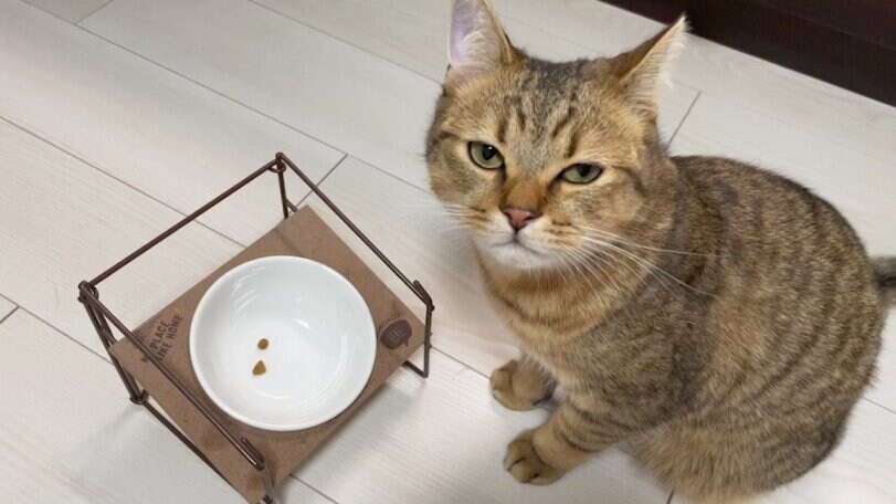 눈으로 욕하는 고냥이_1.jpg