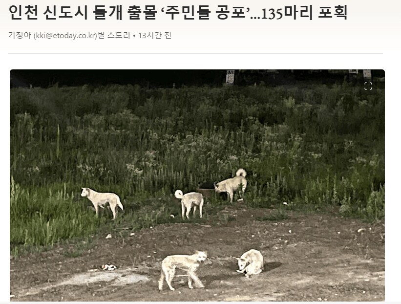 들개떼 출몰로 골치인 지역_1.png