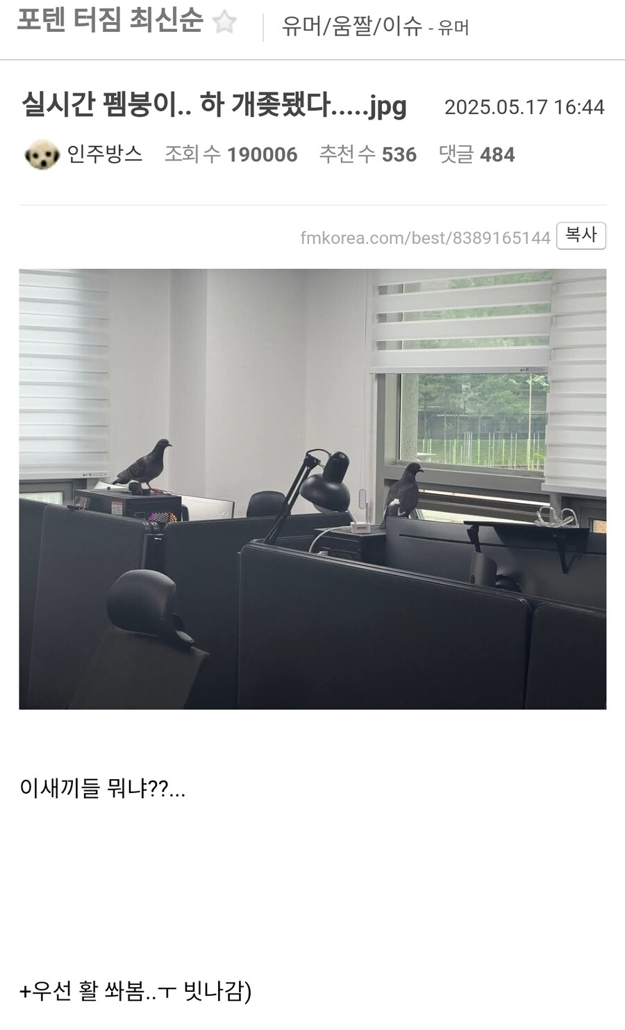 주말에 사무실 근무하는데 비둘기 들어옴.jpg_1.jpg