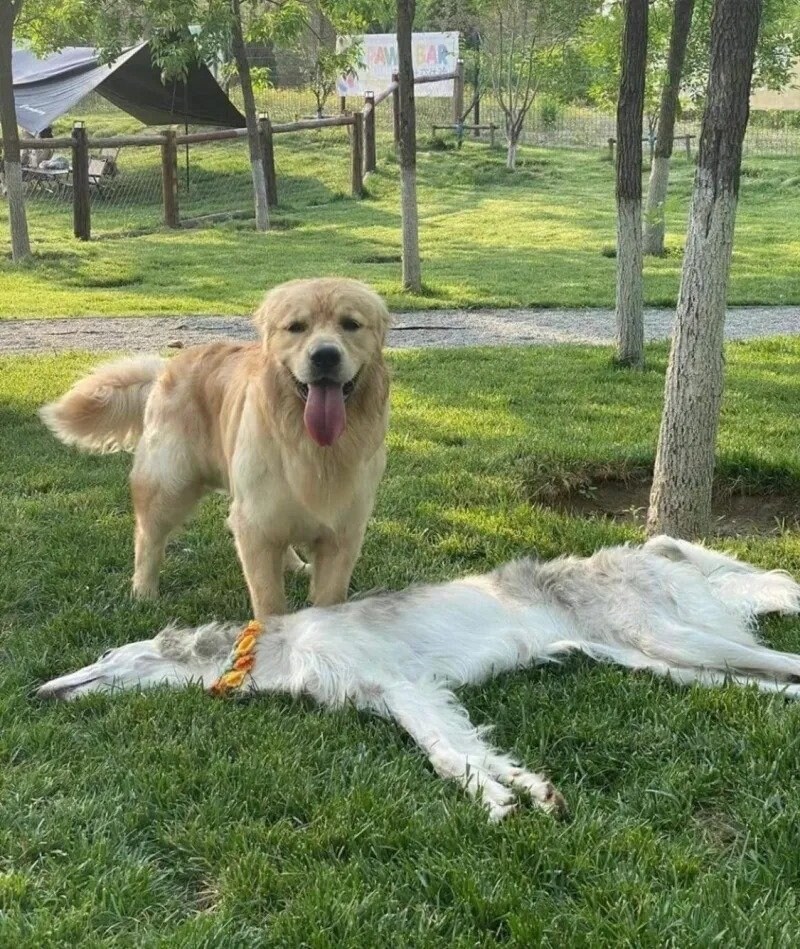 뼈와 가죽만 남은 강아지_1.jpg