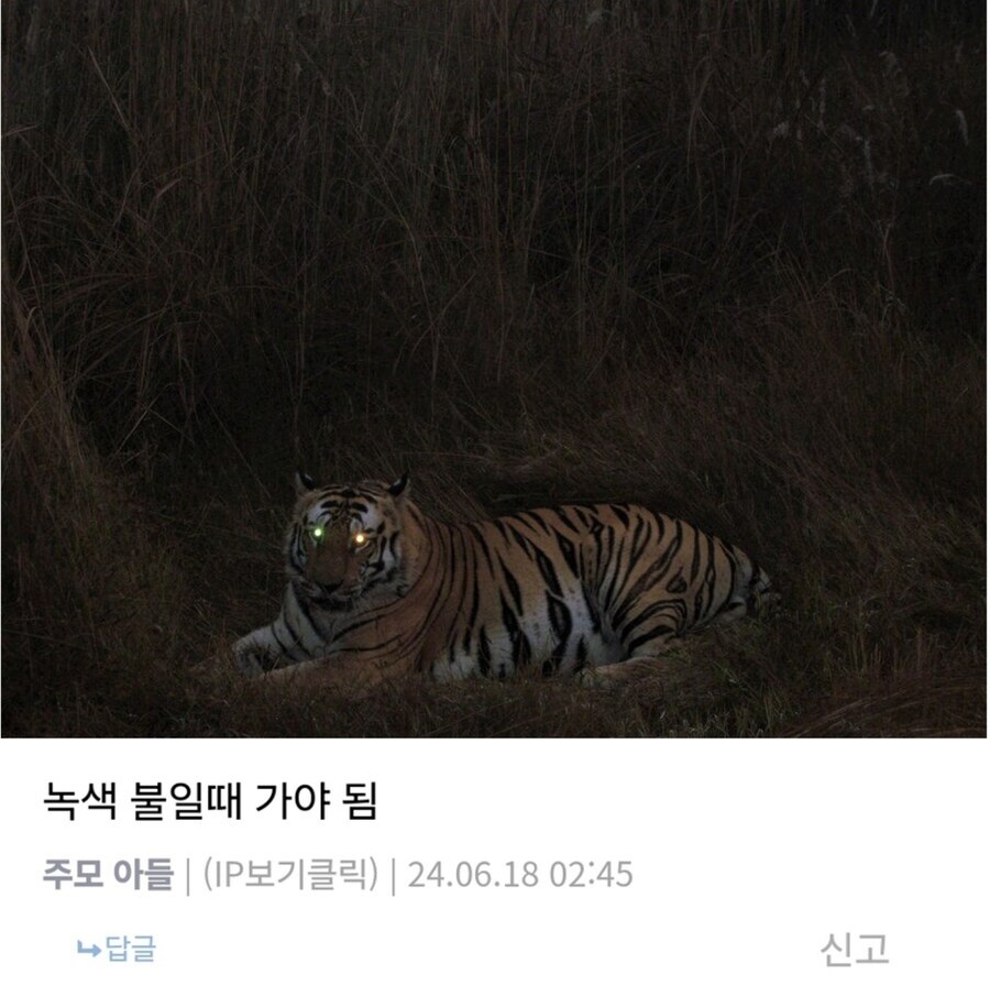 이제 다시는 볼수 없는 코로나 이전의 길거리 동물_2.jpg