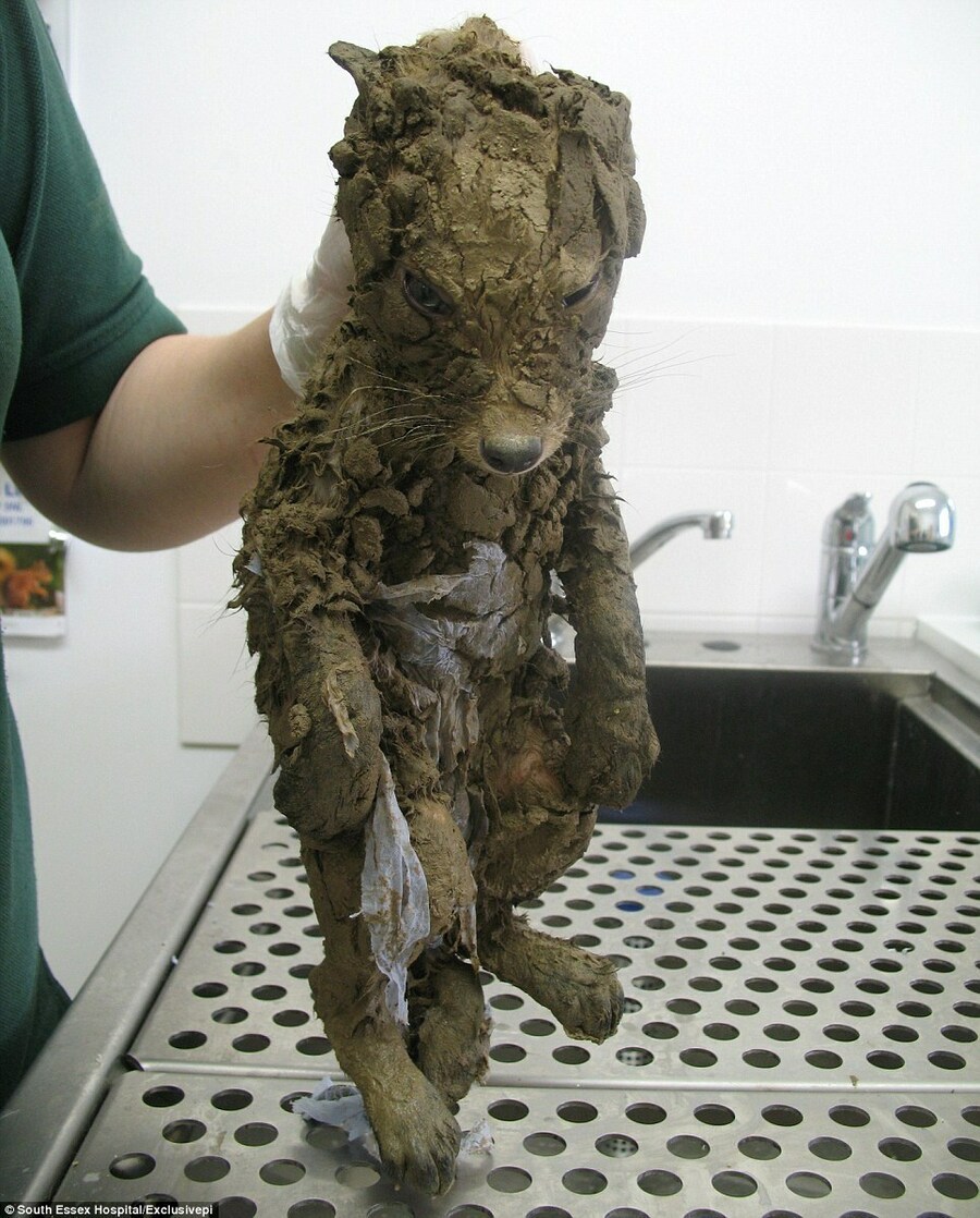 멸종되었던 극지방 여우 미라시체를 과학으로 부활시킴_1.jpg