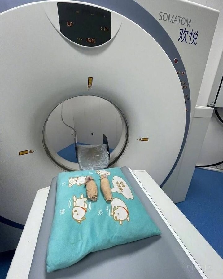 mri검사하는 햄스터_2.jpg