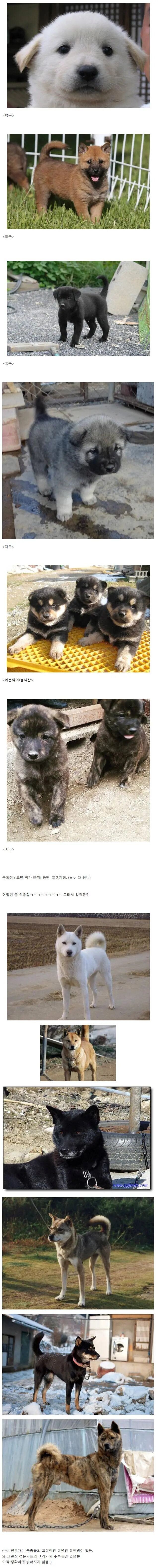 진돗개 새끼때 품종별 모습_1.jpg