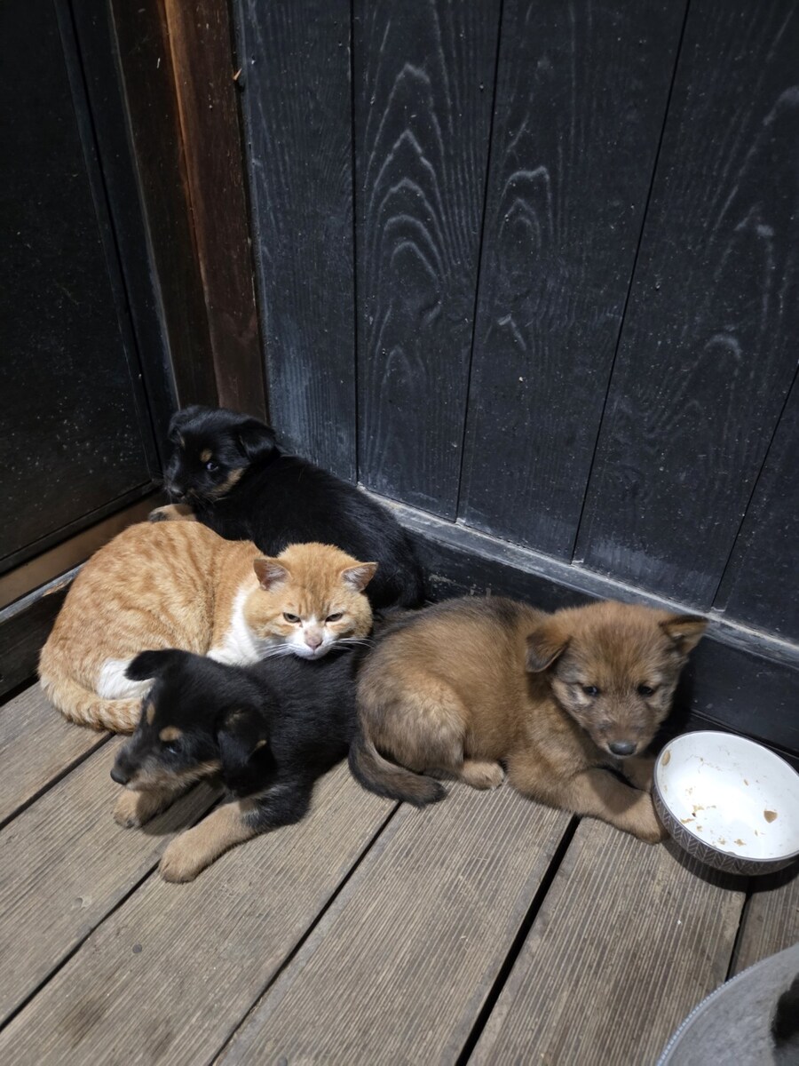 우리집 댕댕이고양이 레전드 사진 나왔다_1.jpg