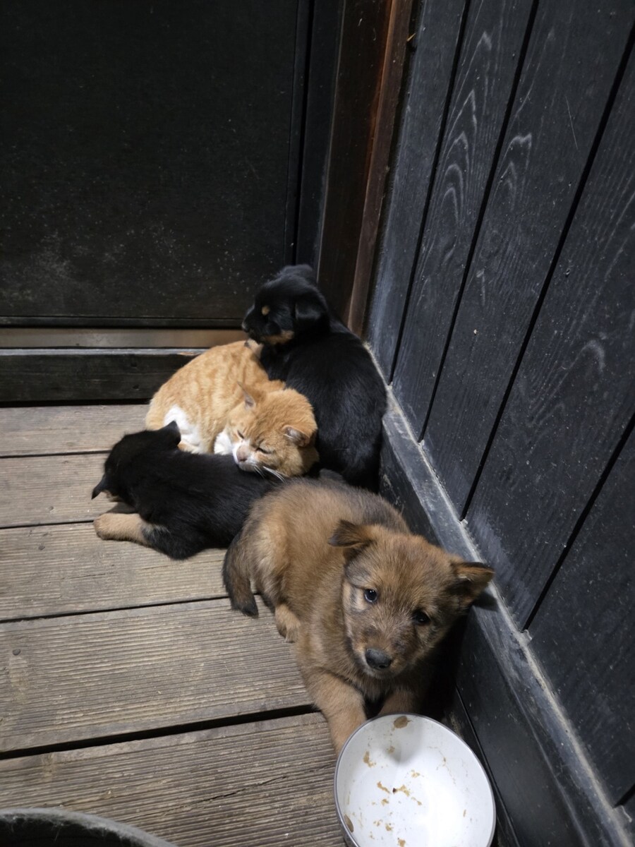 우리집 댕댕이고양이 레전드 사진 나왔다_2.jpg