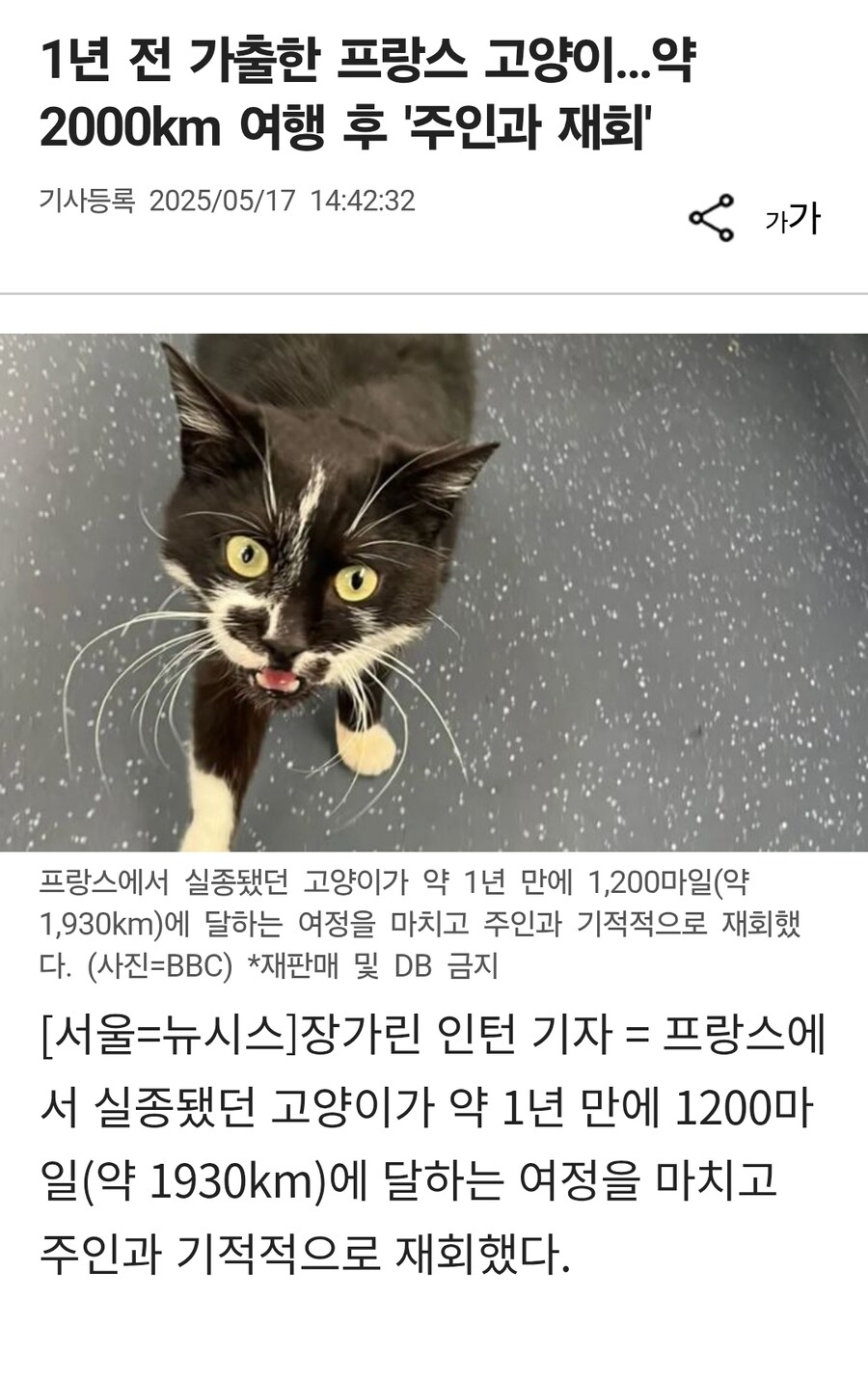 1년 전 가출한 프랑스 고양이…약 2000km 여행 후