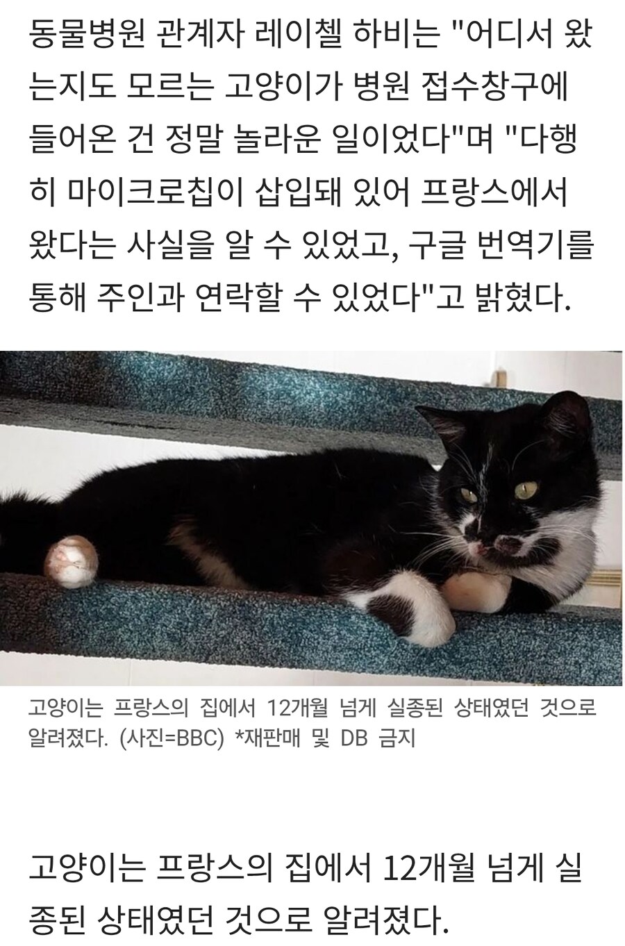 1년 전 가출한 프랑스 고양이…약 2000km 여행 후