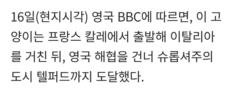1년 전 가출한 프랑스 고양이…약 2000km 여행 후