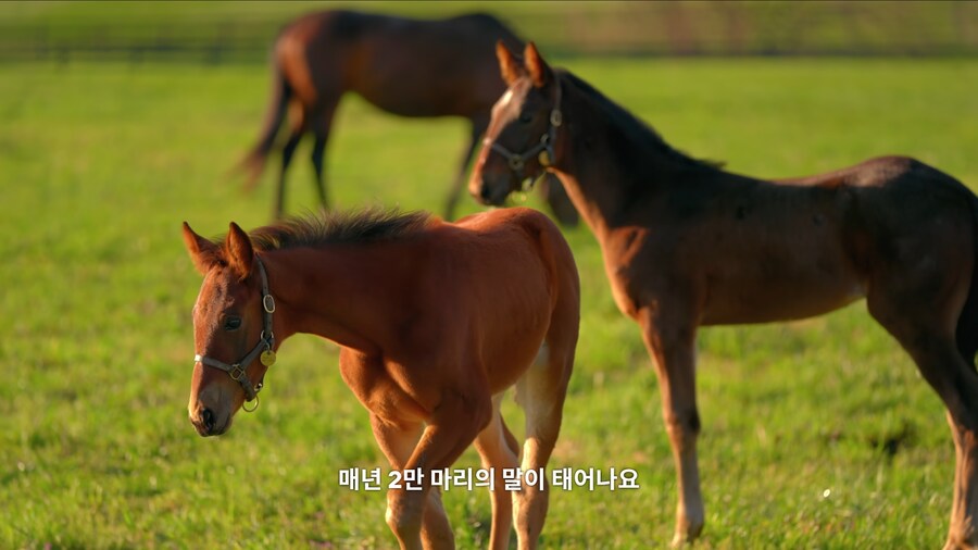 매년 2만마리의 말이 태어나고 20마리만 경주할수 있다_1.jpg