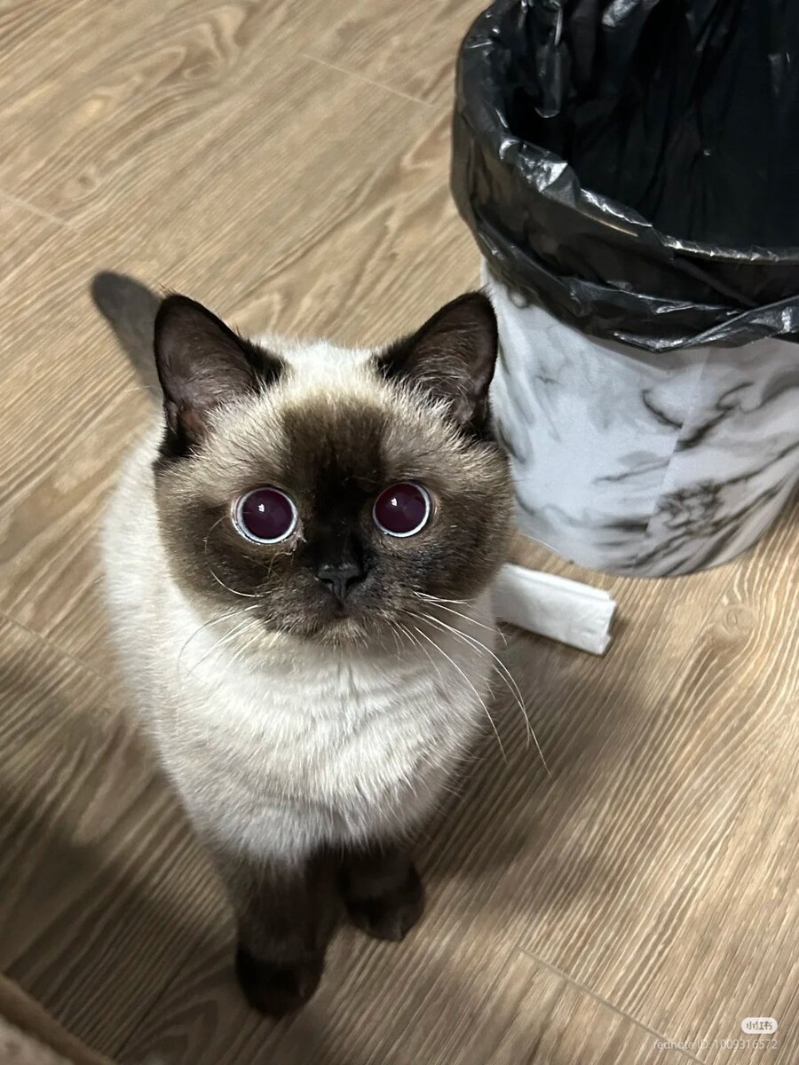 눈을 아주 동그랗게 뜬 고양이_1.jpg