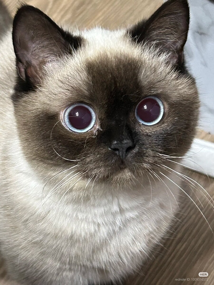 눈을 아주 동그랗게 뜬 고양이_2.jpg