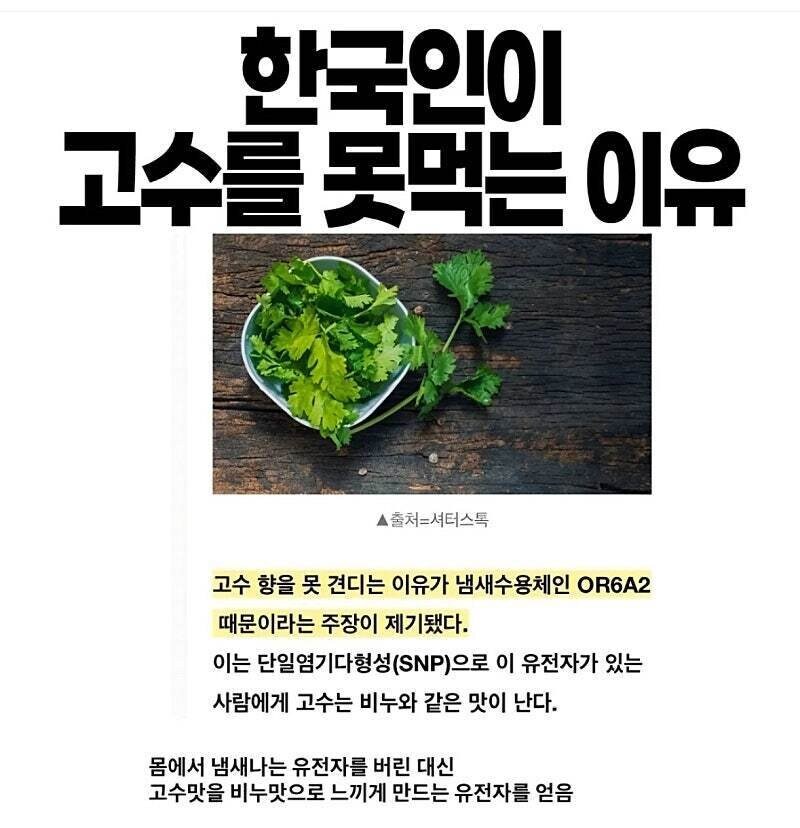 한국인이 고수 못 먹는 이유_1.jpg