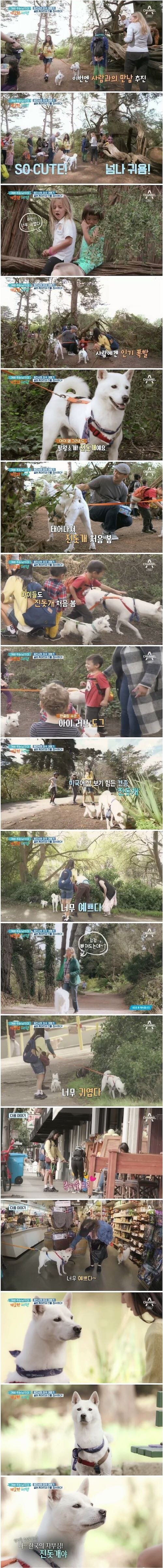 미국에 진돗개가 떴다!!_1.jpg