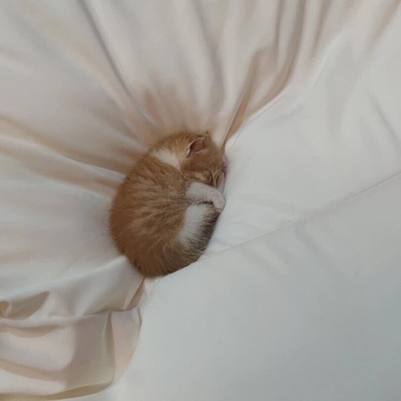 잠자는 새끼 고양이_1.jpg