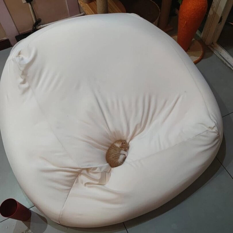 잠자는 새끼 고양이_2.jpg