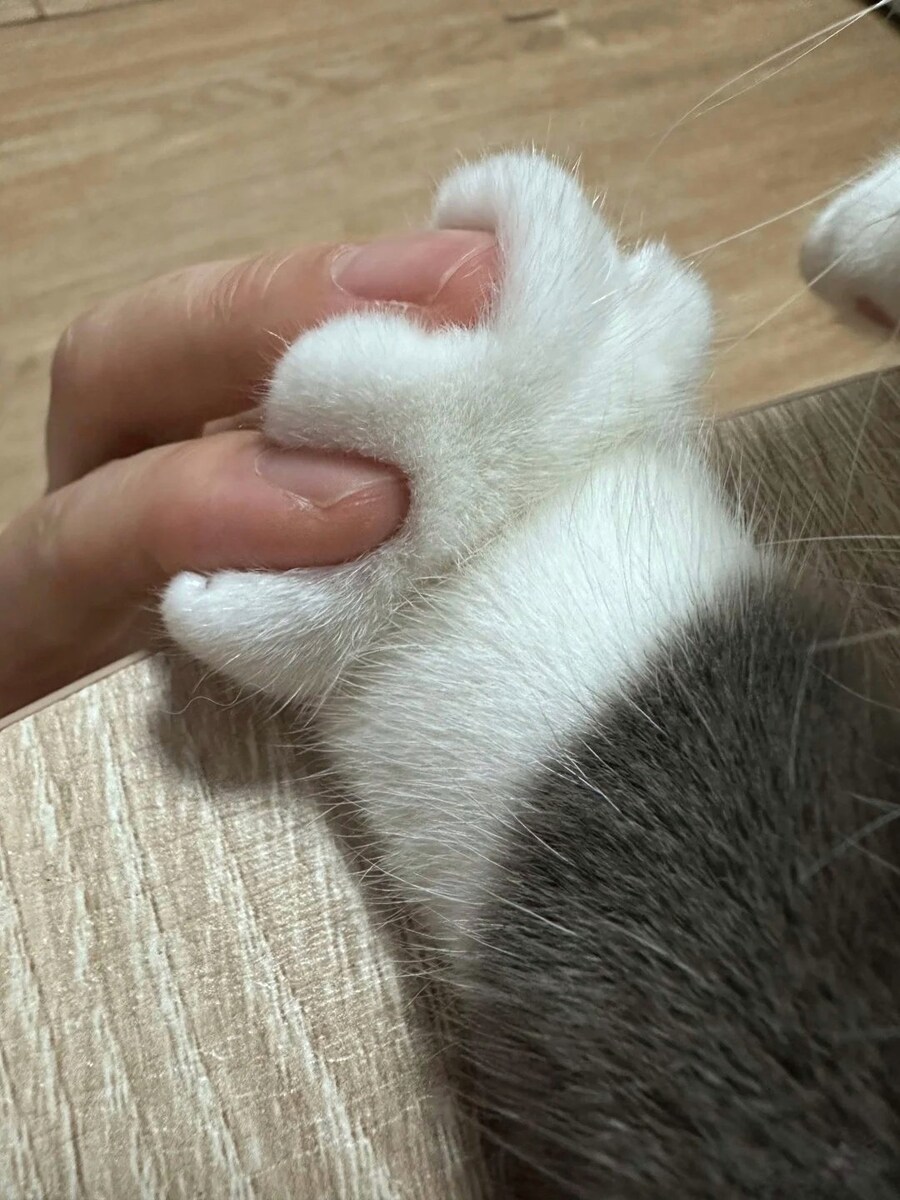 두툼한 고양이 앞발과 깍지끼기_1.jpg