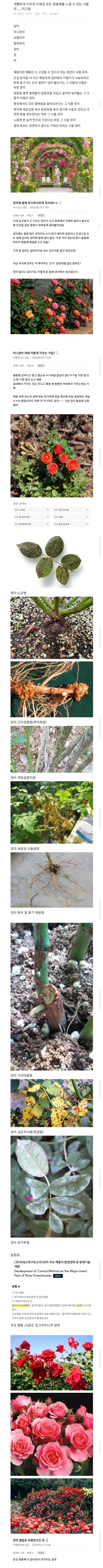 사람들이 잘 모르는 진정한 장미의 꽃말_1.webp
