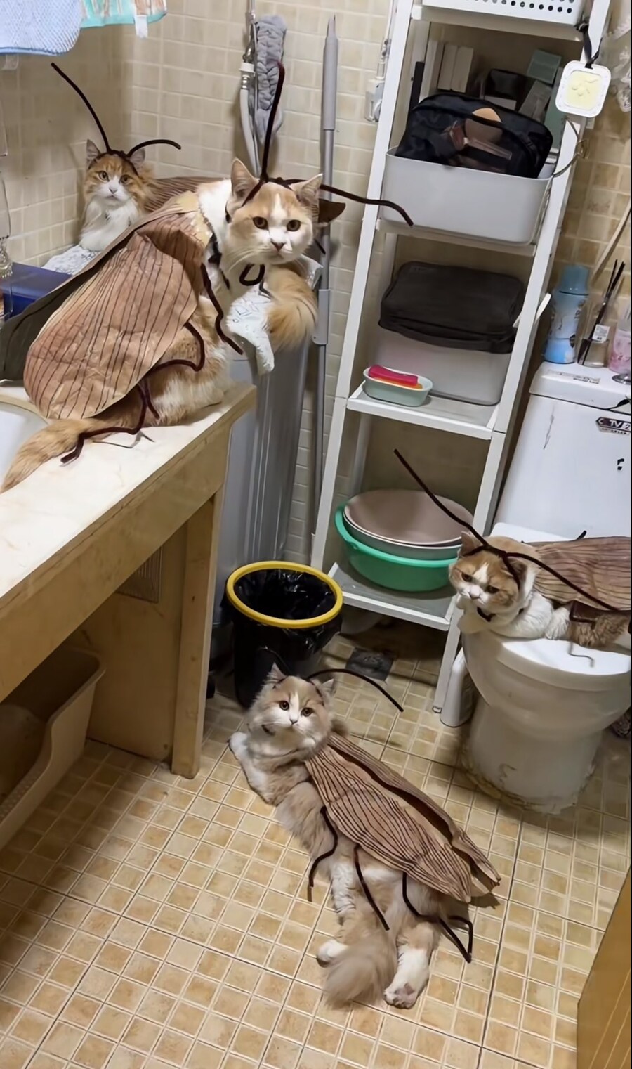 남편이 놀라 자빠질뻔했다는 냥이들의 코스프레_1.jpg