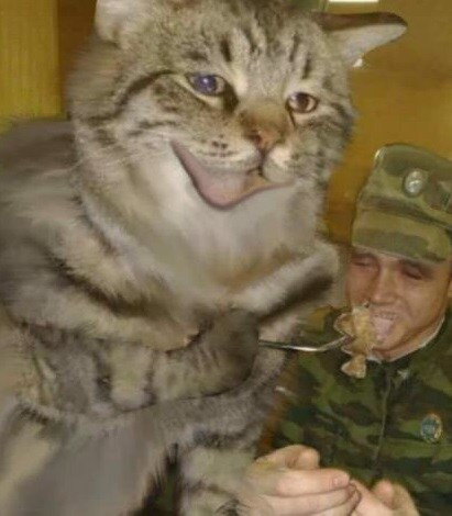 영국요리를 먹으렴 고양아_2.png