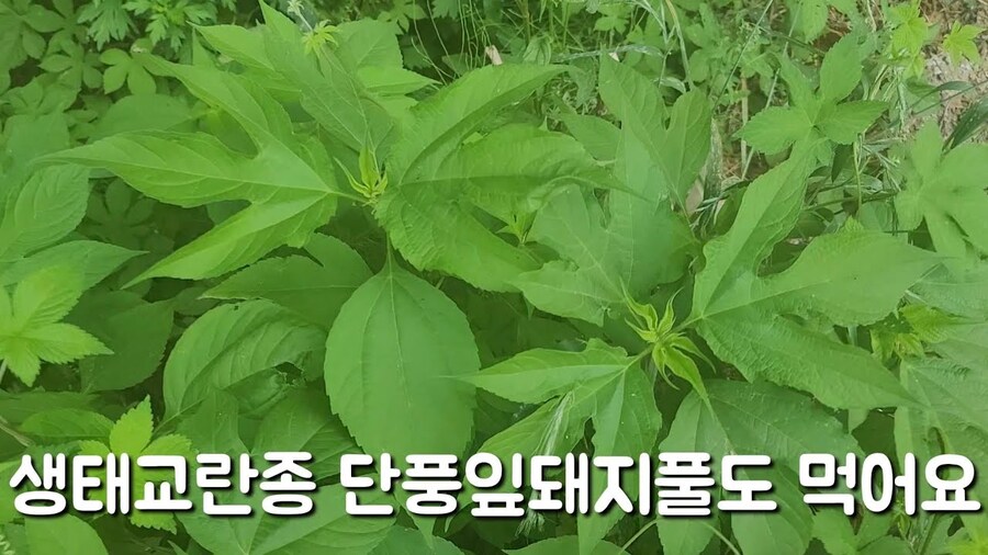 ???: 히힛 난 생태 교란종이다!_1.jpg