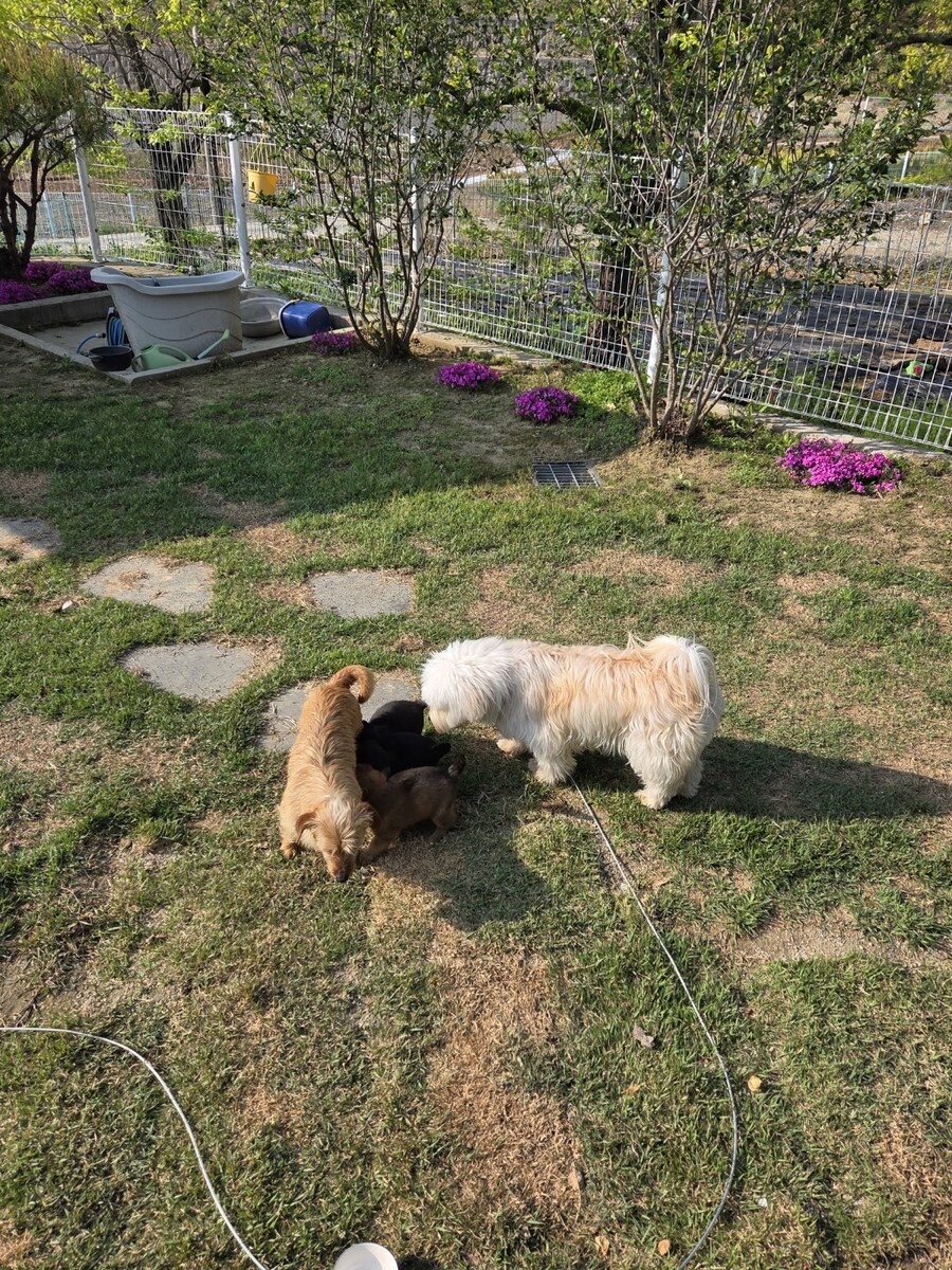 우리집 시고르댕댕이 보구가_5.jpg