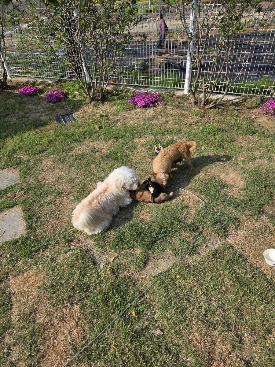 우리집 시고르댕댕이 보구가_6.jpg
