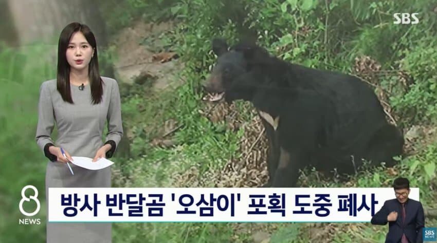 민가에 내려왔다 사망한 반달곰.jpg_1.jpg
