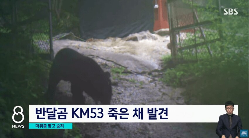 민가에 내려왔다 사망한 반달곰.jpg_2.png