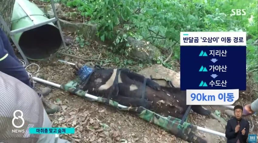 민가에 내려왔다 사망한 반달곰.jpg_7.jpg