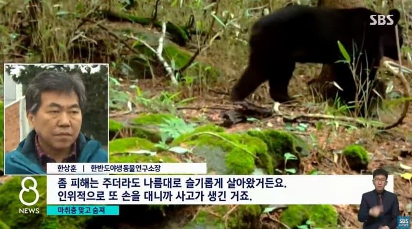 민가에 내려왔다 사망한 반달곰.jpg_8.jpg