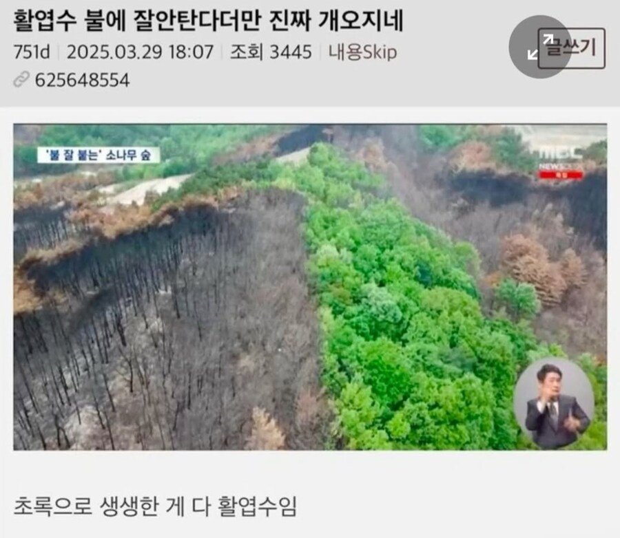 산불의 원인으로 뽑혔던 소나무 숲.jpg_1.jpg