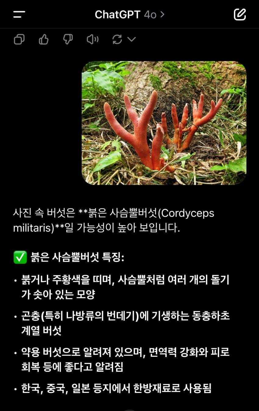 ?? : GPT야 이 버섯은 먹어도 돼?_1.jpg