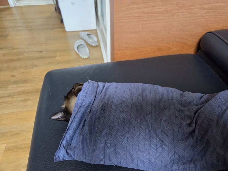 집사 : 이불깔고 이제 그만 자자~~~_3.jpg
