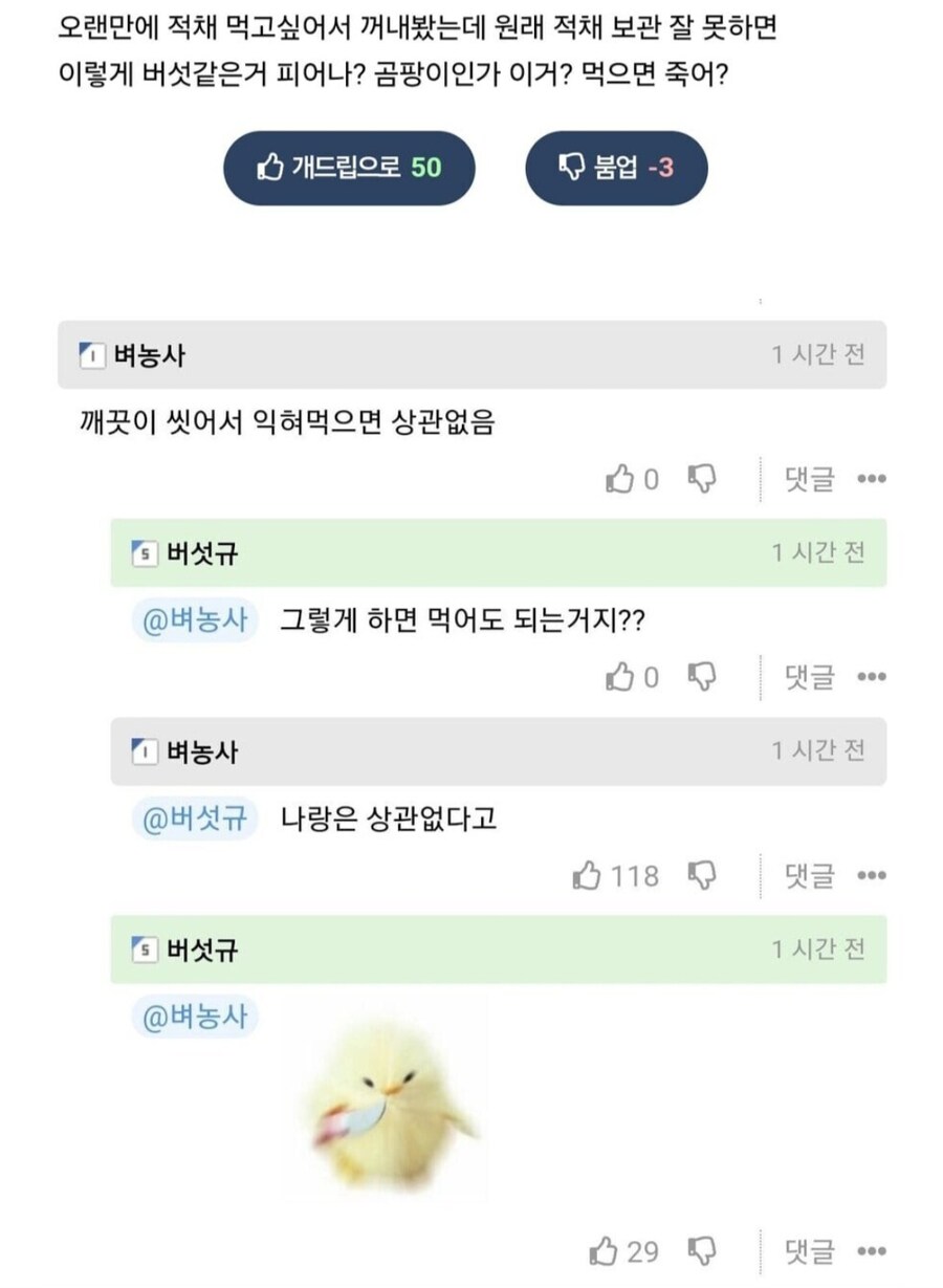 양배추에 곰팡이 핌.jpg_4.jpg