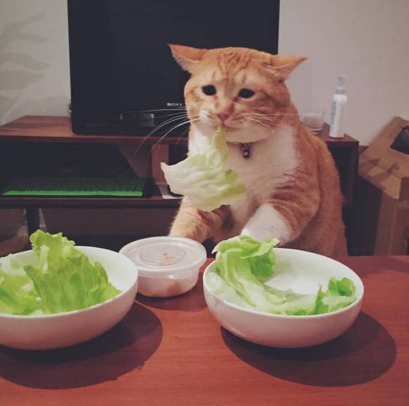 맛있게 먹을수없는 고양이_2.jpg