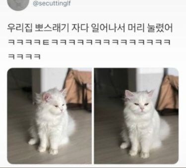 고양이도 자고나면.jpg_2.jpg
