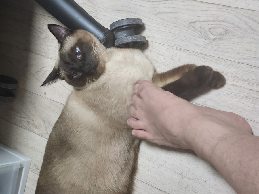 솔직히 샴고양이 색깔은 이정도가 제일 이쁜데.._3.jpg