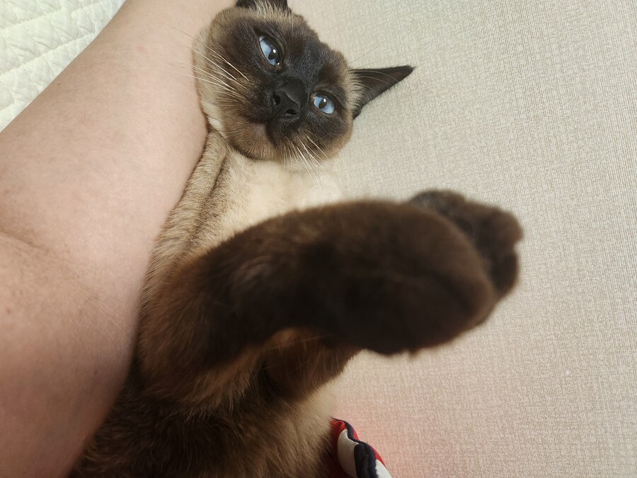 솔직히 샴고양이 색깔은 이정도가 제일 이쁜데.._9.jpg