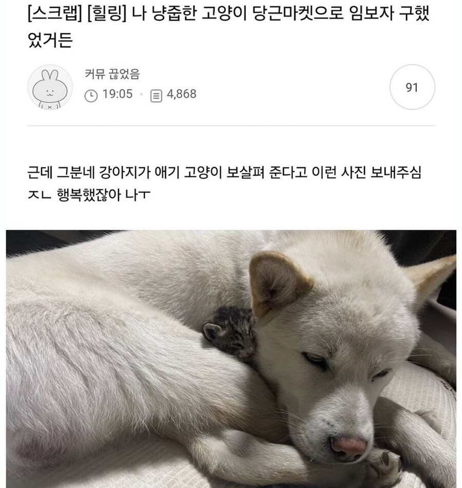 당근으로 냥줍 임보자 구한 사건_1.jpg