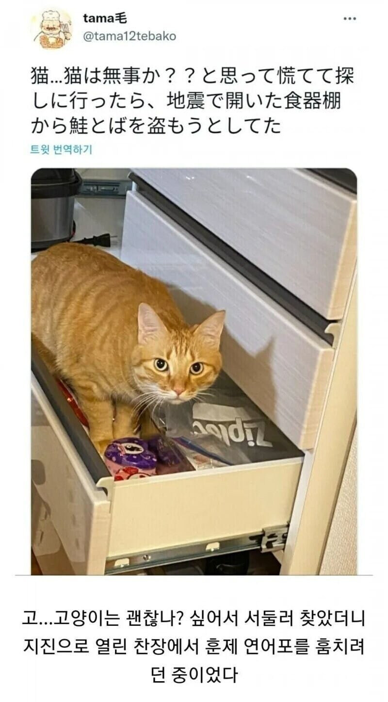 지진을 느낀 고양이의 행동_1.jpg