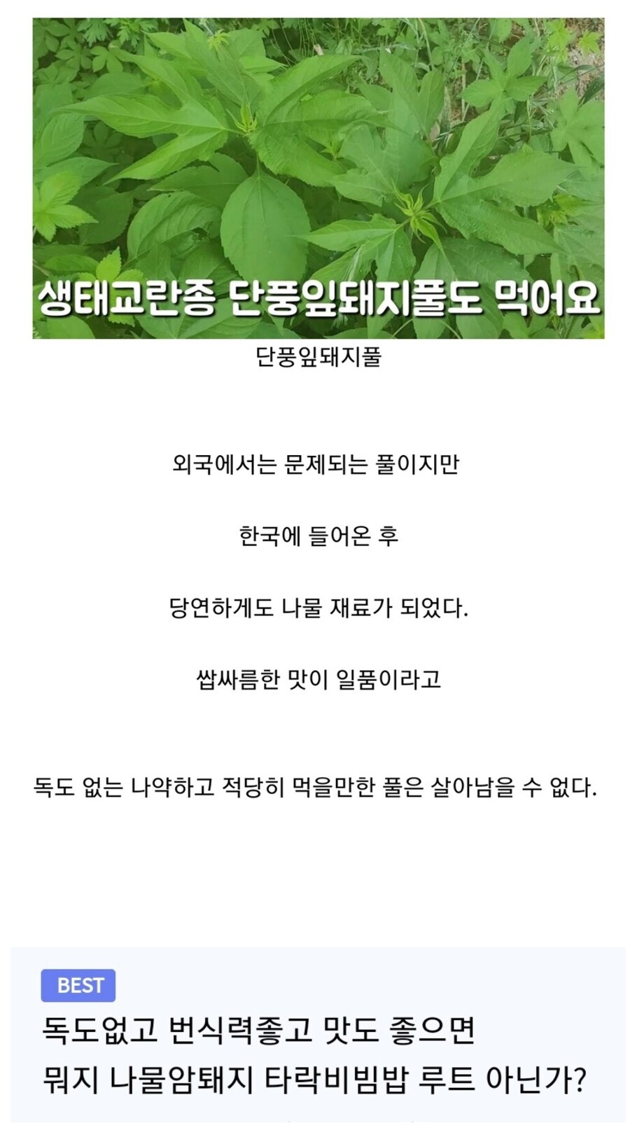 외래종 식물에 대한 디씨갤럼의 평가_1.jpg