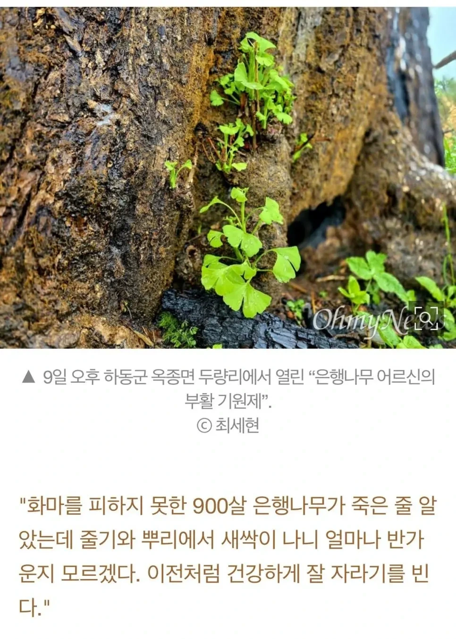900년 은행나무에 새싹 돋았내_1.webp
