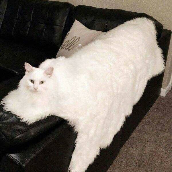 소파 위 흰 고양이_1.jpg