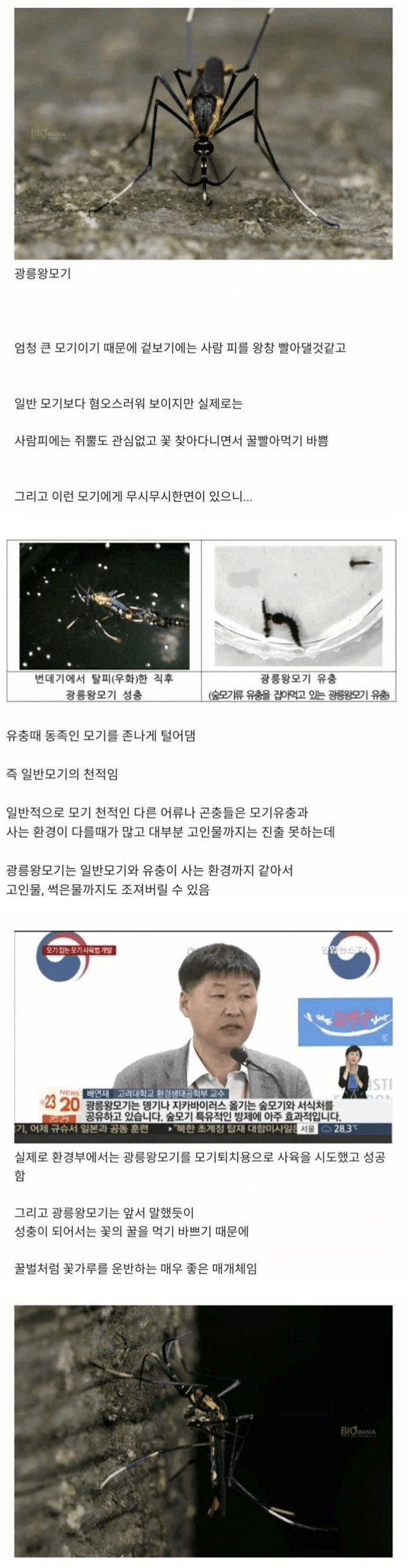 우리가 고마워 해야할 한반도 대왕 모기_1.png