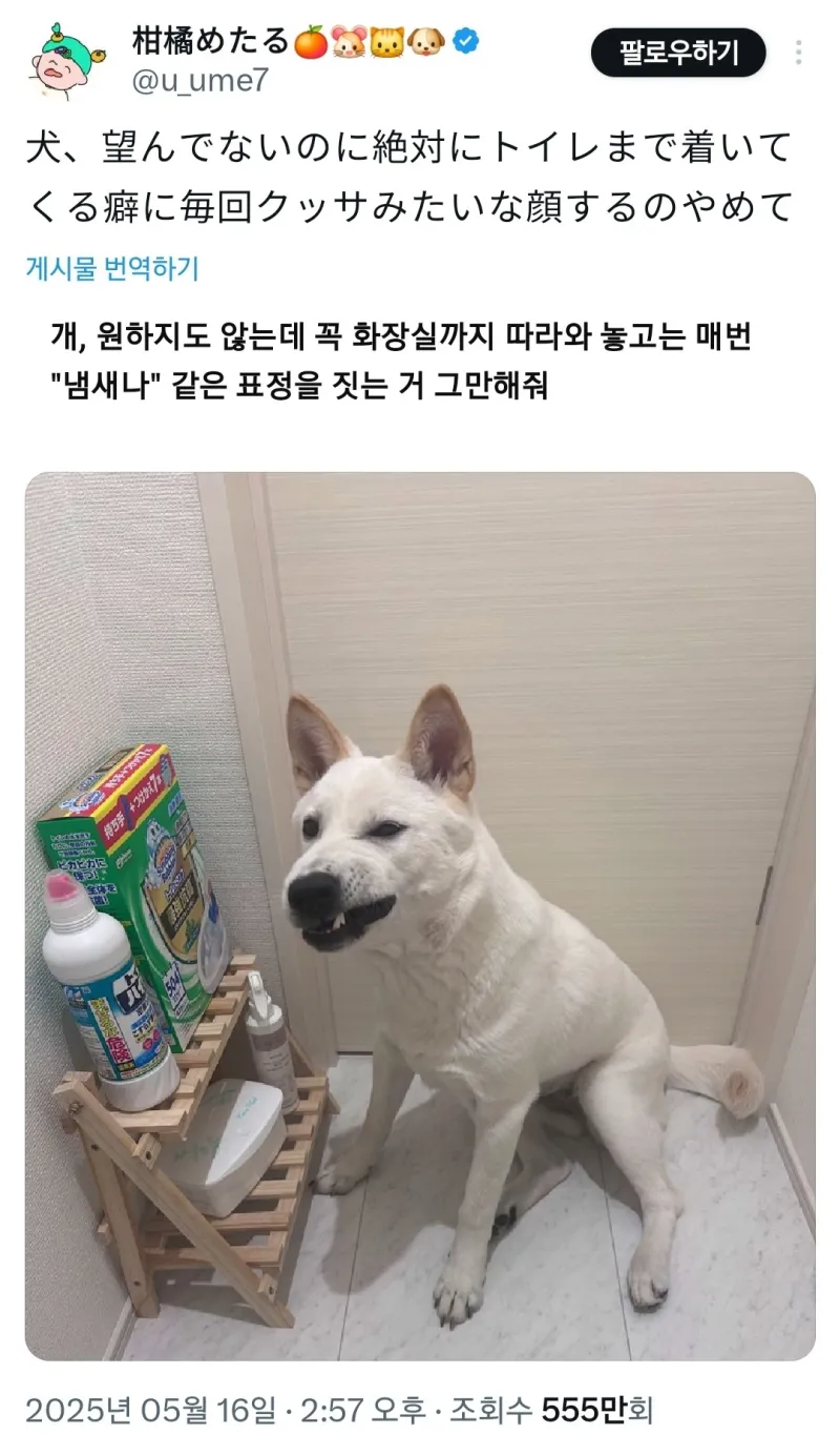 화장실 갈 때 꼭 따라오는 강아지_1.webp