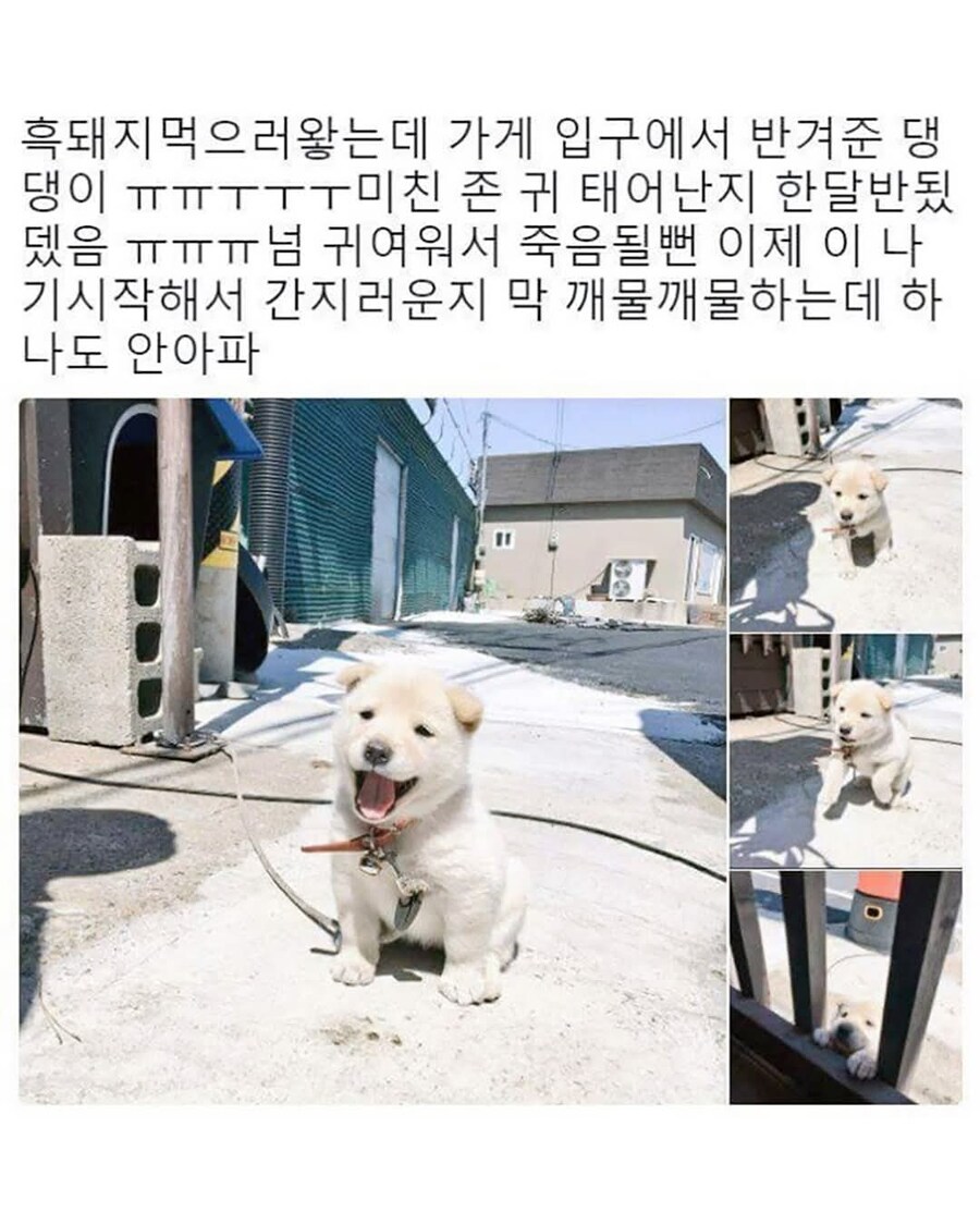 고기집 입구에서 반겨주는 댕댕이_1.jpg