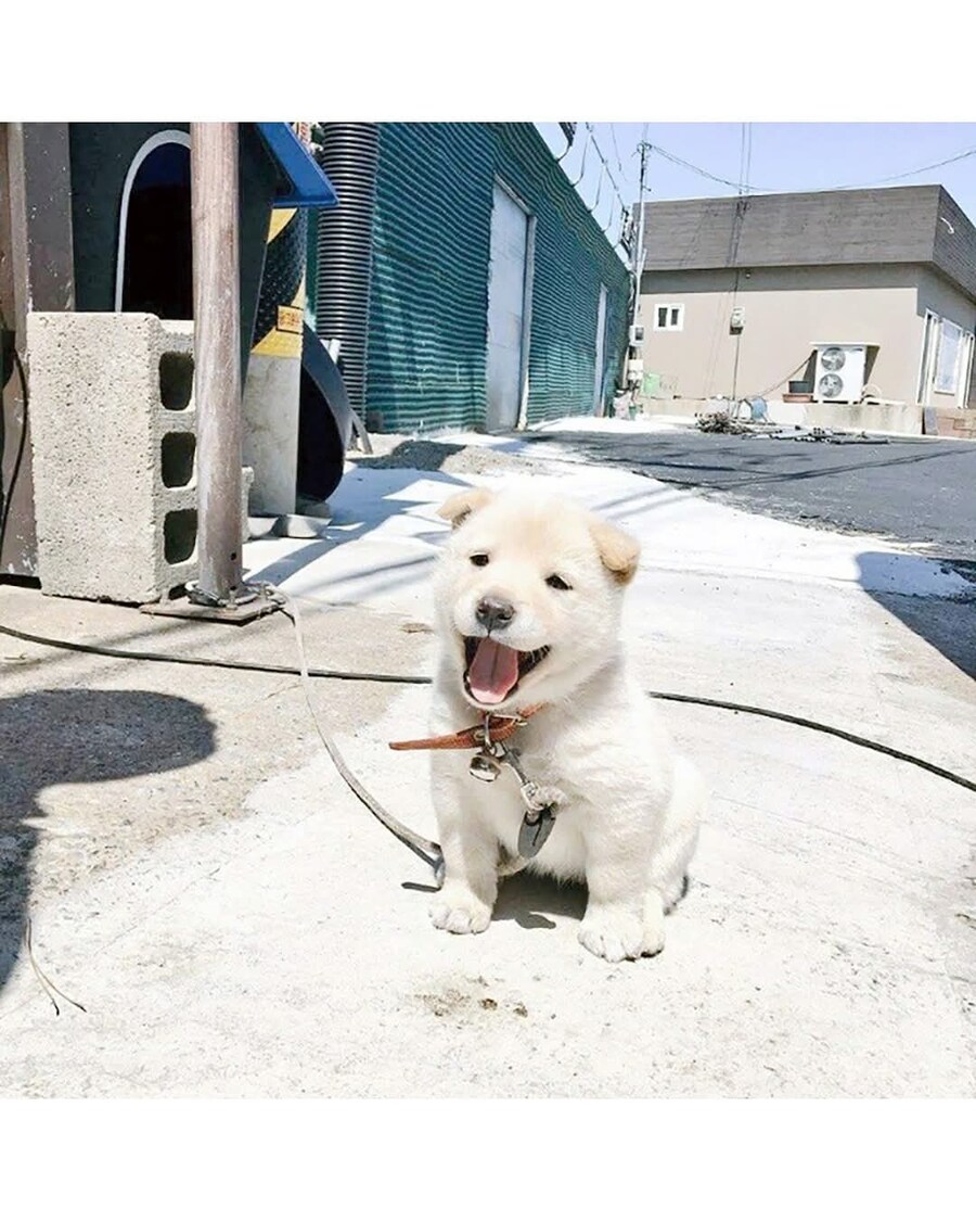 고기집 입구에서 반겨주는 댕댕이_2.jpg